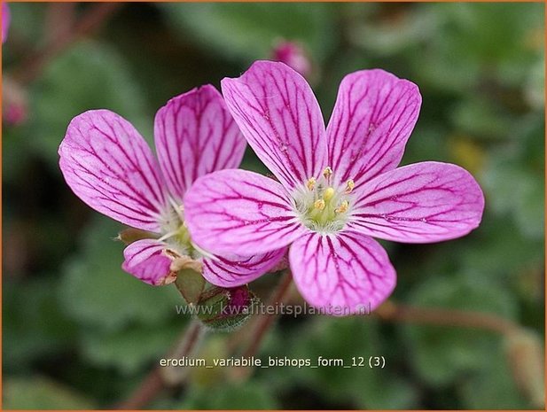 Erodium variabile 'Bishop's Form' | Reigersbek