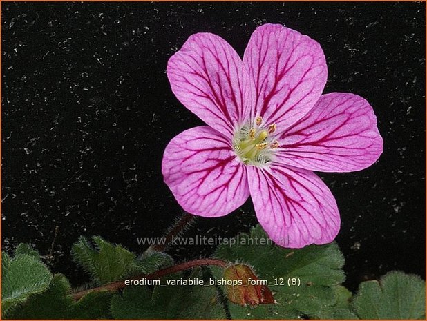 Erodium variabile 'Bishop's Form' | Reigersbek