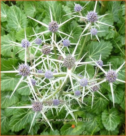 Eryngium variifolium | Kruisdistel