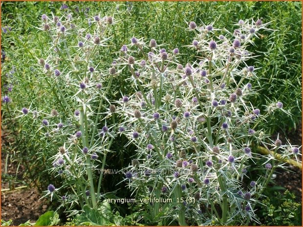 Eryngium variifolium | Kruisdistel