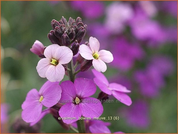 Erysimum 'Bowles Mauve' | Vaste muurbloem