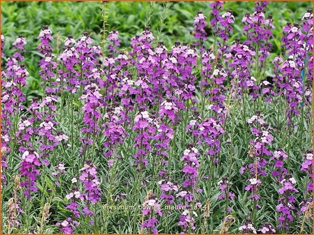 Erysimum 'Bowles Mauve' | Vaste muurbloem