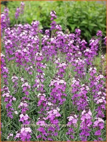 Erysimum 'Bowles Mauve' | Vaste muurbloem