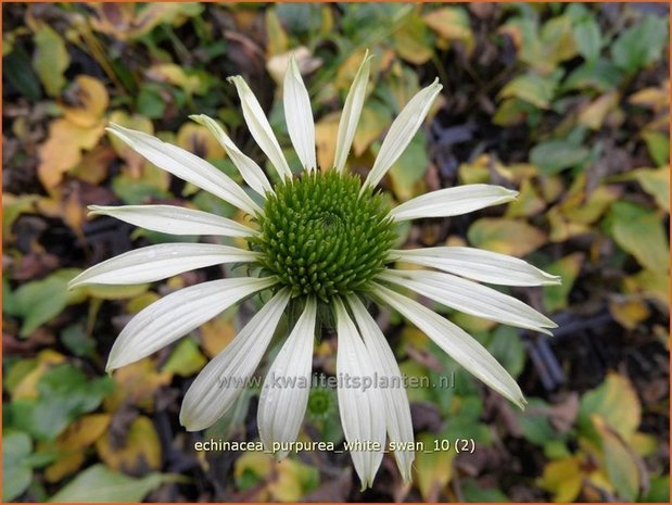 Echinacea purpurea 'White Swan' | Zonnehoed