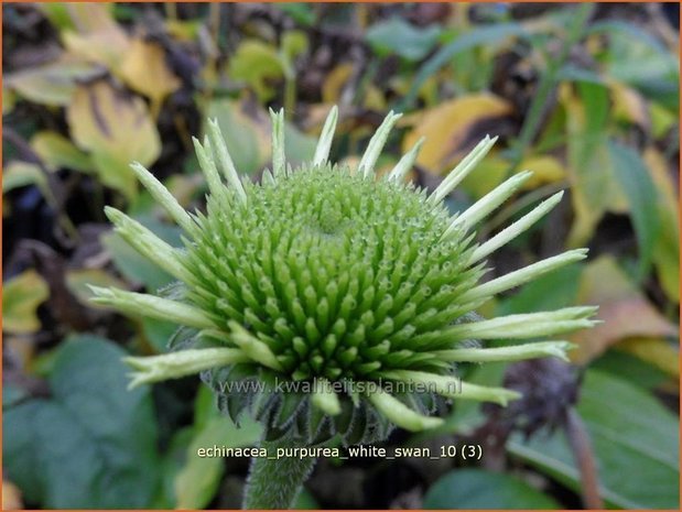 Echinacea purpurea 'White Swan' | Zonnehoed