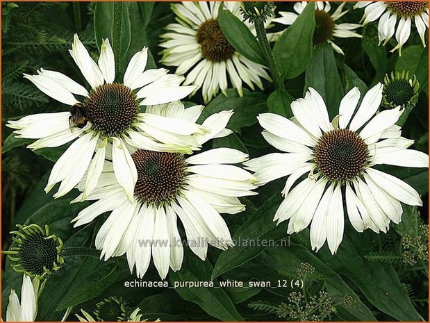 Echinacea purpurea 'White Swan' | Zonnehoed