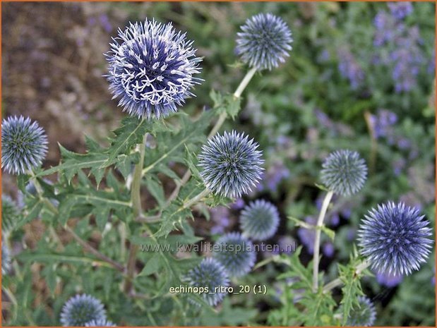 Echinops ritro | Kogeldistel