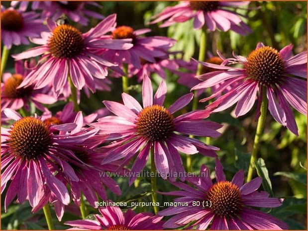 Echinacea purpurea 'Magnus' | Zonnehoed