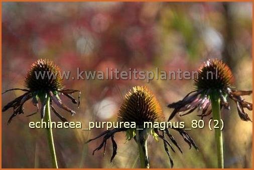 Echinacea purpurea 'Magnus' | Zonnehoed