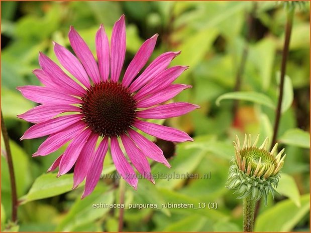 Echinacea purpurea 'Rubinstern' | Zonnehoed