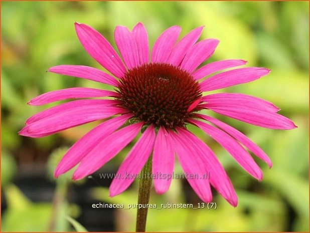 Echinacea purpurea 'Rubinstern' | Zonnehoed