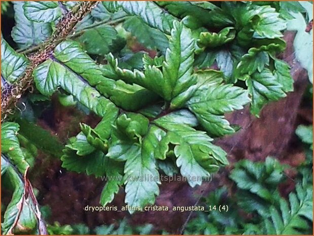 Dryopteris affinis 'Cristata Angustata' | Geschubde mannetjesvaren
