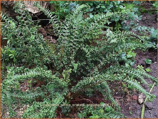 Dryopteris affinis 'Cristata Angustata' | Geschubde mannetjesvaren
