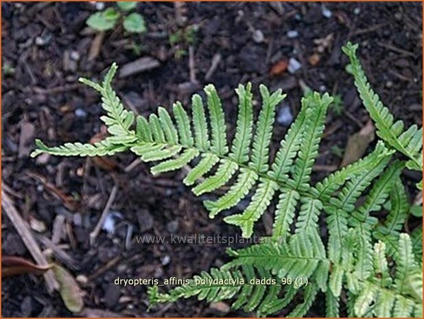 Dryopteris affinis 'Polydactyla Dadds' | Geschubde mannetjesvaren