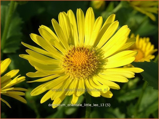 Doronicum orientale 'Little Leo' | Voorjaarszonnebloem