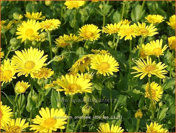 Doronicum orientale 'Little Leo' | Voorjaarszonnebloem