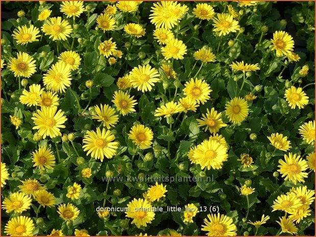 Doronicum orientale 'Little Leo' | Voorjaarszonnebloem