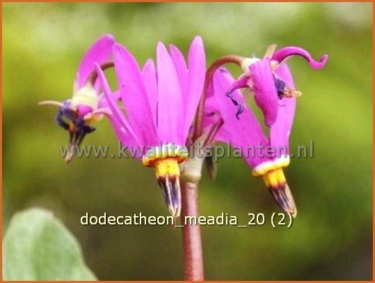 Dodecatheon meadia | Twaalfgodenkruid