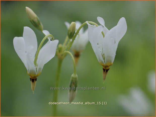 Dodecatheon meadia 'Album' | Twaalfgodenkruid