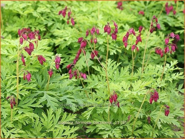 Dicentra formosa 'Bacchanal' | Gebroken hartje, Tranend hartje | Sch&ouml;ne Herzblume