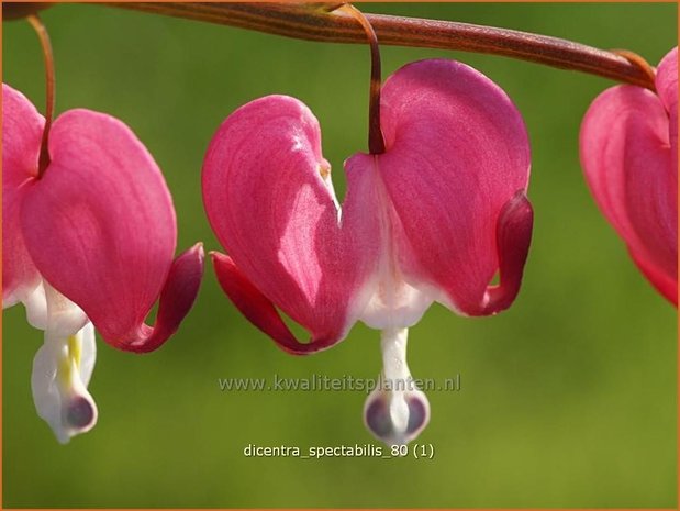 Dicentra spectabilis | Gebroken hartje, Tranend hartje