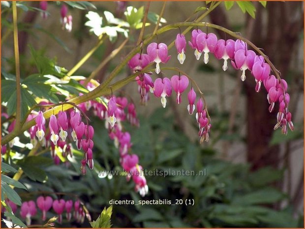 Dicentra spectabilis | Gebroken hartje, Tranend hartje