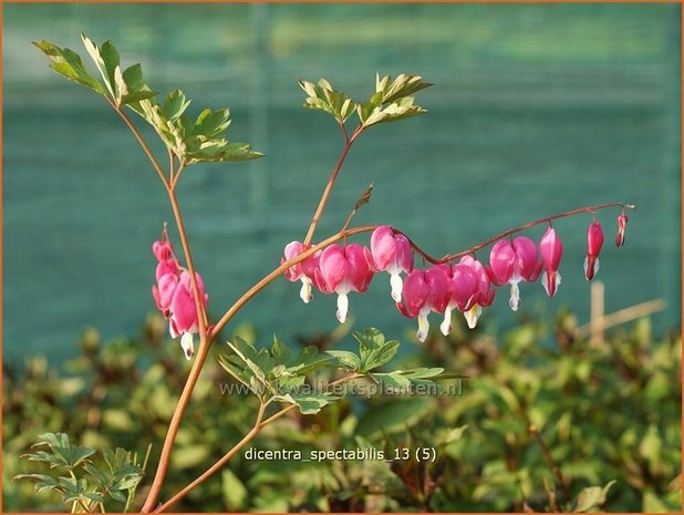 Dicentra spectabilis | Gebroken hartje, Tranend hartje