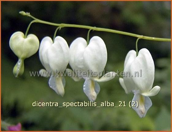 Dicentra spectabilis 'Alba' | Gebroken hartje, Tranend hartje