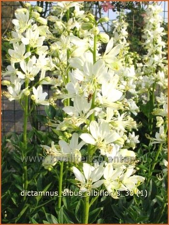 Dictamnus albus 'Albiflorus' | Vuurwerkplant, Essenkruid