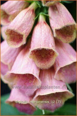 Digitalis 'Mertonensis' | Vingerhoedskruid