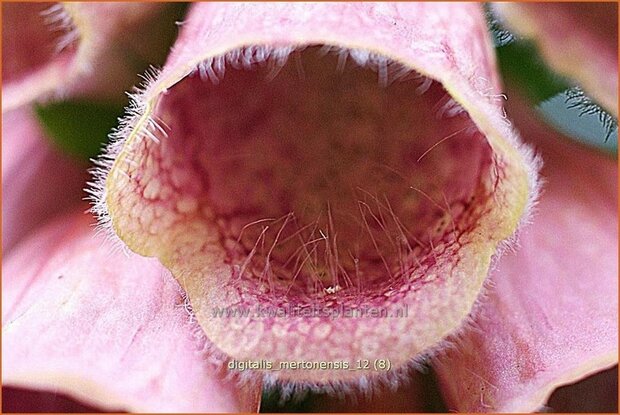 Digitalis 'Mertonensis' | Vingerhoedskruid