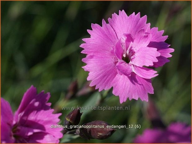 Dianthus gratianopolitanus 'Eydangeri' | Anjer