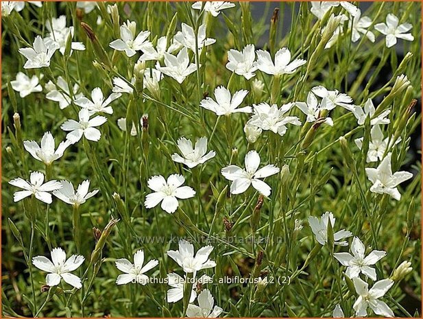 Dianthus deltoides 'Albiflorus' | Anjer, Steenanjer