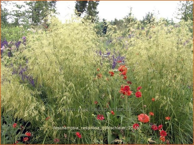 Deschampsia cespitosa 'Goldschleier' | Ruwe smele