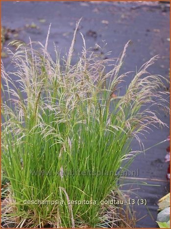 Deschampsia cespitosa 'Goldtau' | Ruwe smele