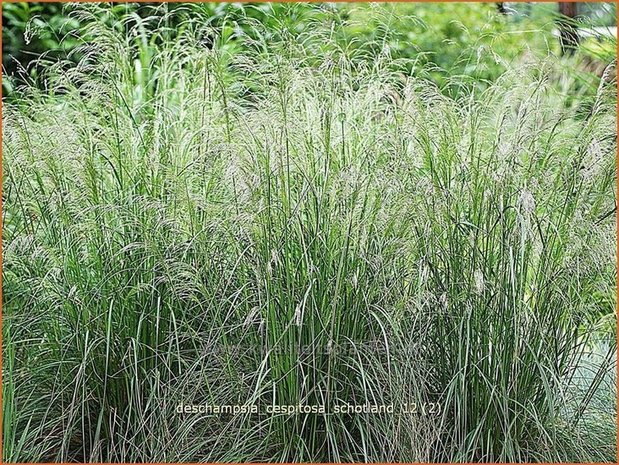 Deschampsia cespitosa 'Schotland' | Ruwe smele