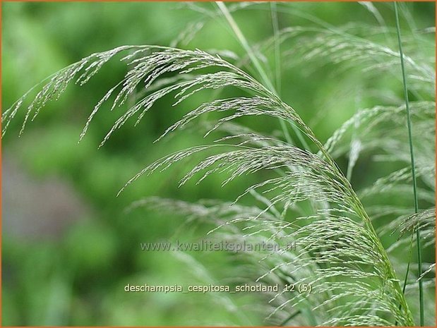 Deschampsia cespitosa 'Schotland' | Ruwe smele