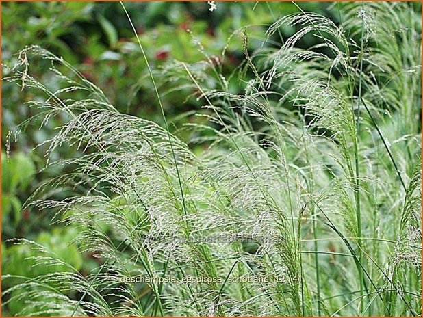 Deschampsia cespitosa 'Schotland' | Ruwe smele