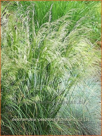 Deschampsia cespitosa 'Schotland' | Ruwe smele