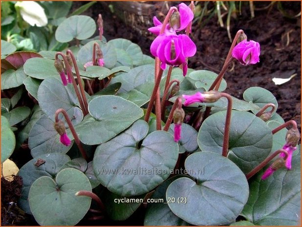 Cyclamen coum | Cyclaam, Alpenviooltje