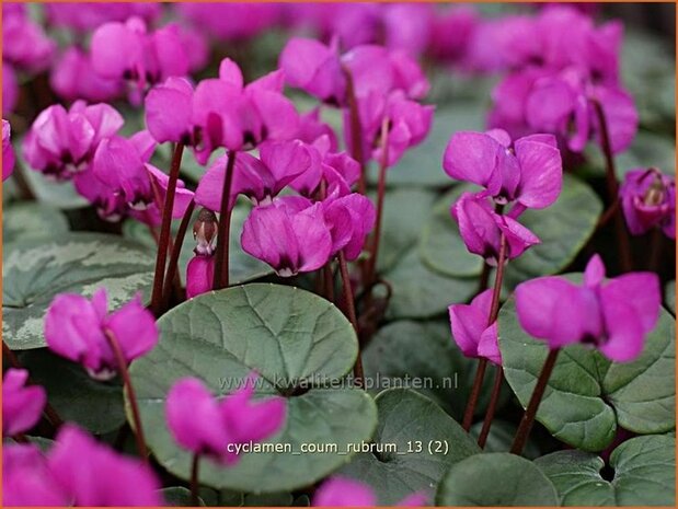 Cyclamen coum 'Rubrum' | Rondbladige cyclaam, Cyclaam, Alpenviooltje, Tuincyclaam | Fr&uuml;hlings-Alpenveilchen | Easter