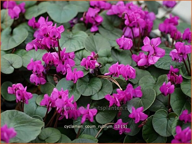 Cyclamen coum 'Rubrum' | Rondbladige cyclaam, Cyclaam, Alpenviooltje, Tuincyclaam | Fr&uuml;hlings-Alpenveilchen | Easter