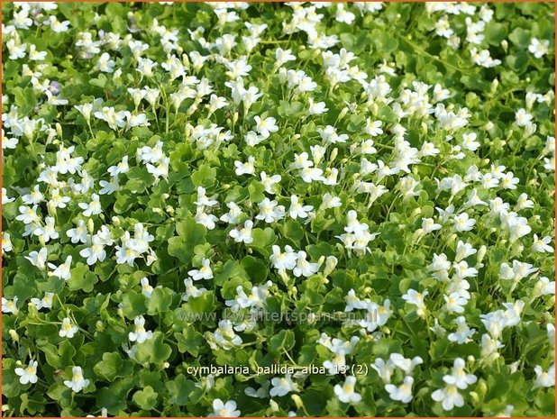 Cymbalaria pallida 'Alba' | Muurleeuwenbek