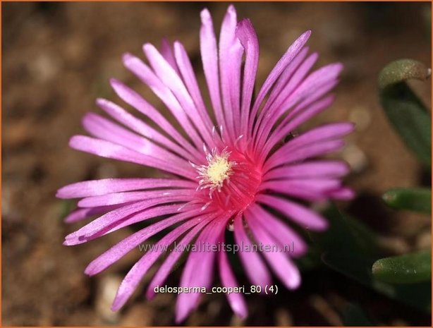 Delosperma cooperi | IJsplant, IJsbloempje