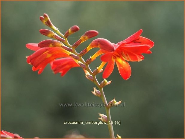 Crocosmia 'Emberglow' | Montbretia