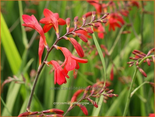 Crocosmia 'Emberglow' | Montbretia