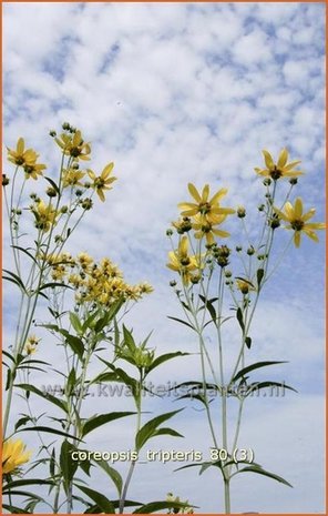 Coreopsis tripteris | Meisjesogen