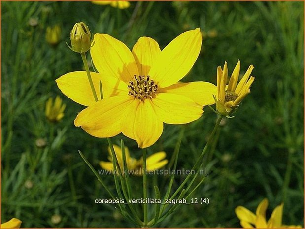 Coreopsis verticillata 'Zagreb' | Meisjesogen