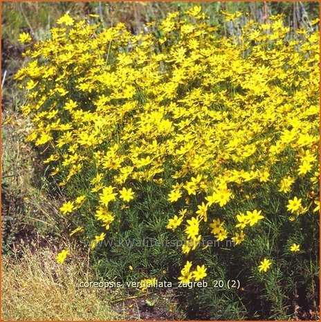 Coreopsis verticillata 'Zagreb' | Meisjesogen