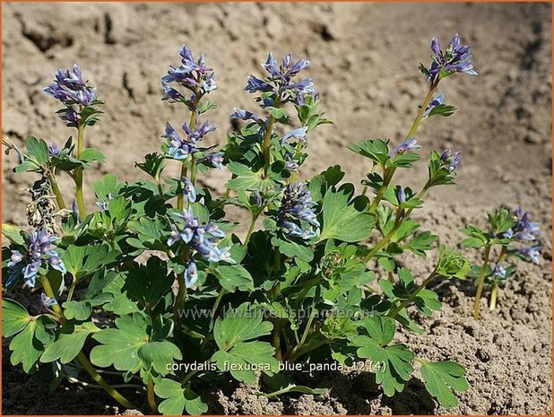 Corydalis flexuosa 'Blue Panda' | Helmbloem